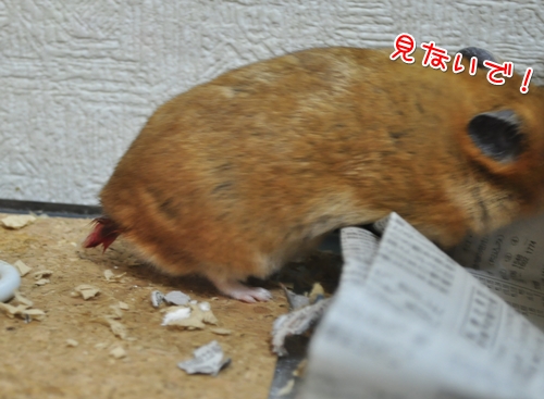 何もないもん!