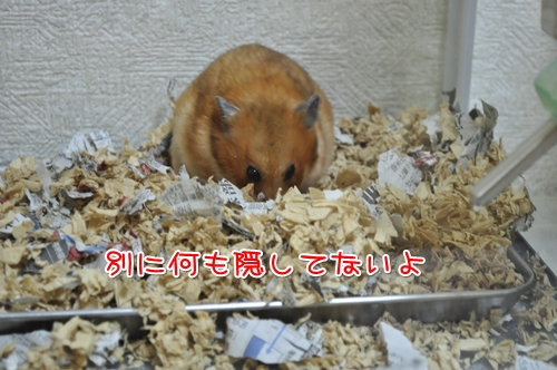 あっちいってよ