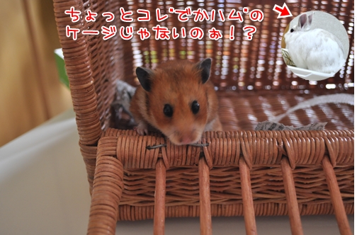なんであたしが!