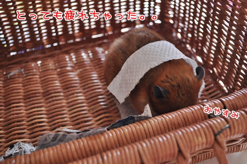 おうちないし。