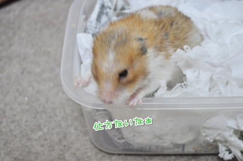 よいしょっと