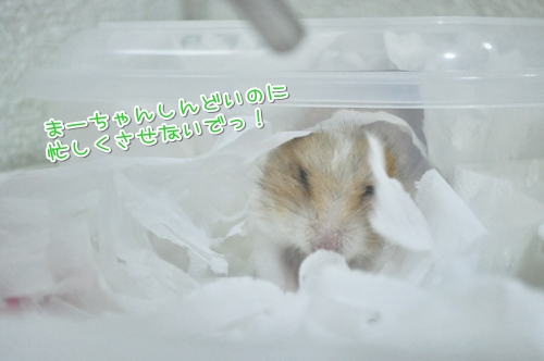 もうもうもう
