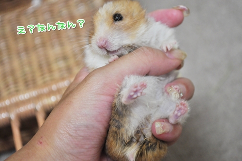 こんなカッコさせて・・