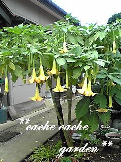 cache cacheさんgarden☆