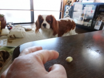 手がキチャない