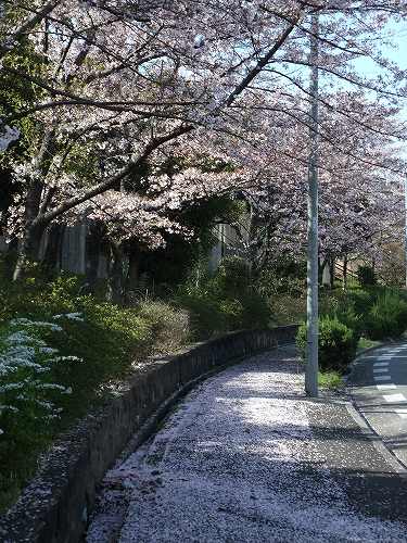 sakura53