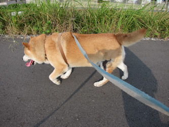コロちゃんお散歩中~1