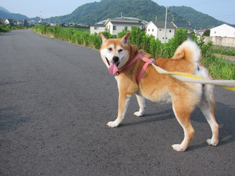 ユキちゃんお散歩中~1