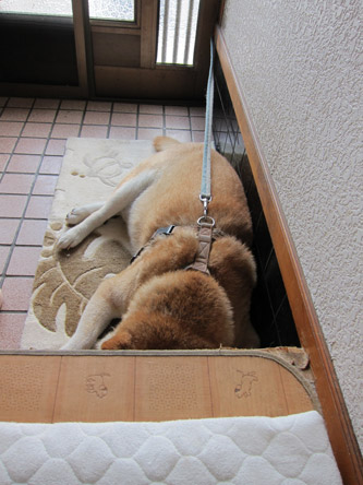 コロちゃんひとやすみ1
