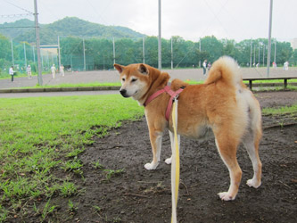 ユキちゃんまだ帰れません…