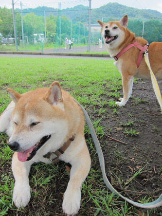 コロとユキと公園で3