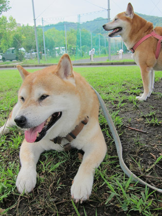 コロとユキと公園で4