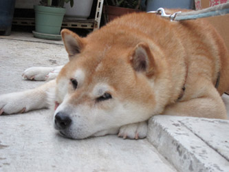 コロちゃんひと休み~