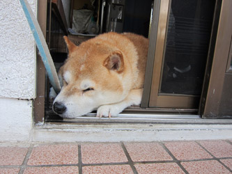 コロちゃんサッシの上で1