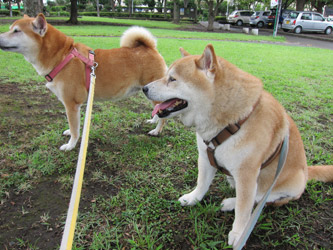 コロとユキと公園で1