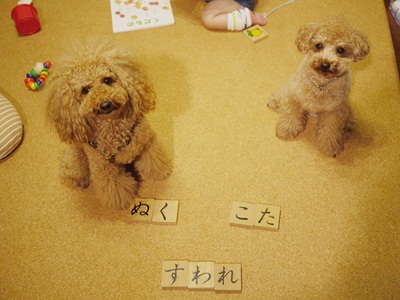 トイプードルcotaにっき