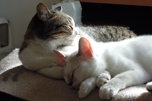 ここあ&クリム