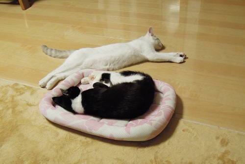 クリム&かのん