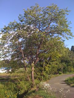 東北 だよ1