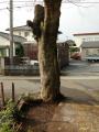K邸ケヤキ土壌改良後