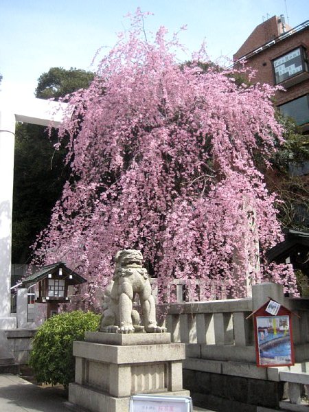 120403-乃木神社-02