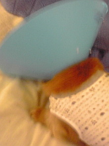 ダックスやからダクやねん!-100117_0906~01.jpg
