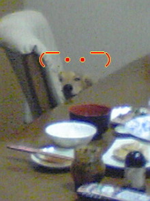 ダックスやからダクやねん!-100126_2016~01.jpg