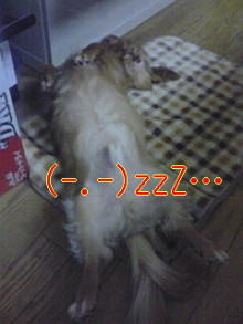 ダックスやからダクやねん!-100214_2058~01.jpg