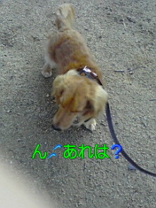 ダックスやからダクやねん!-100314_0802~02.jpg