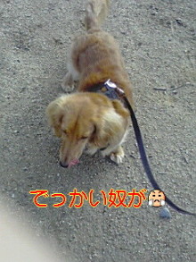 ダックスやからダクやねん!-100314_0802~01.jpg
