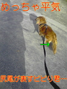 ダックスやからダクやねん!-100314_0806~01.jpg