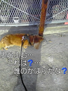 ダックスやからダクやねん!-100318_0718~01.jpg