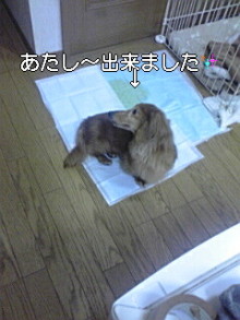 ダックスやからダクやねん!-100407_0805~01.jpg