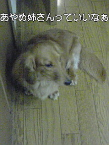 ダックスやからダクやねん!-100407_0804~01.jpg