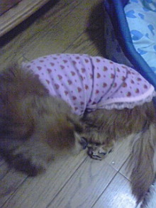 ダックスやからダクやねん!-100430_2108~01.jpg