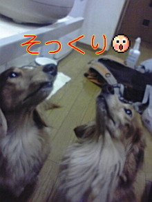 ダックスやからダクやねん!-100430_2011~03.jpg