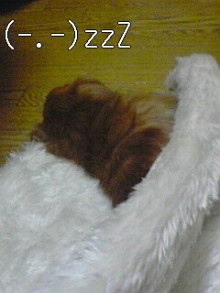 ダックスやからダクやねん!-100606_1945~01.jpg