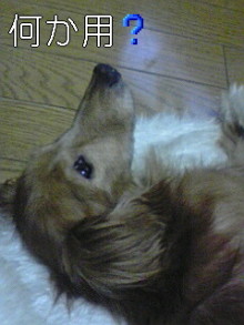 ダックスやからダクやねん!-100606_1945~02.jpg