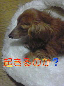 ダックスやからダクやねん!-100606_1952~01.jpg
