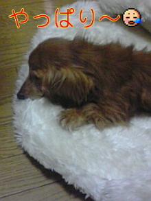 ダックスやからダクやねん!-100606_1953~01.jpg
