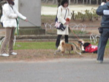 $ダックスやからダクやねん!