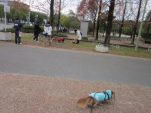 $ダックスやからダクやねん!