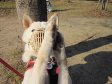 $ダックスやからダクやねん!