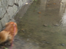 $ダックスやからダクやねん!-SN3O01430001.jpg