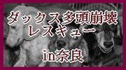 ダックスやからダクやねん!