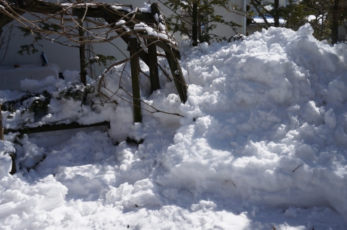 20140216大雪翌日DSC03172