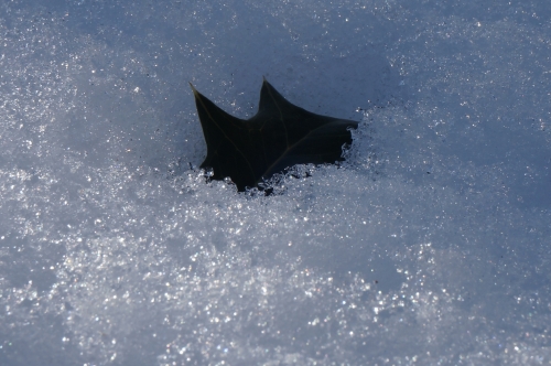 20140216ヒイラギと雪3