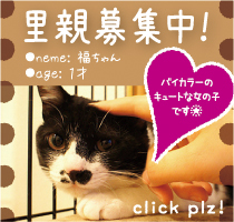 福ちゃんが新しい家族と一緒に幸せになれますように