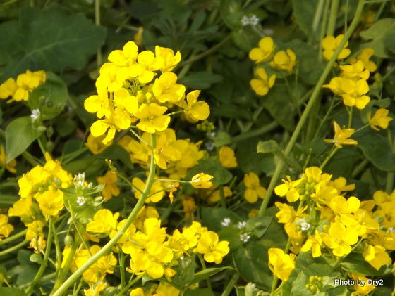 DSCF0086.jpg