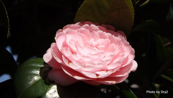 DSCF0156.jpg